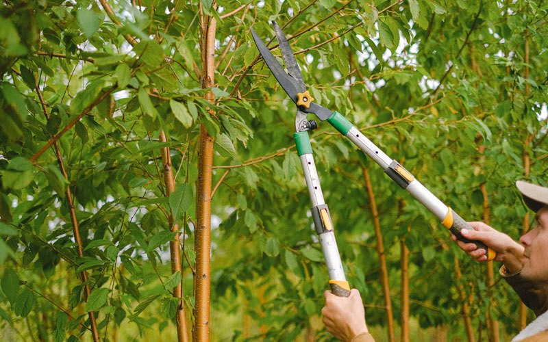 Tree trimming in Mcdonough, GA